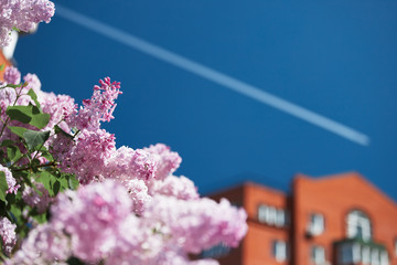 Lilac bush in front of a red brick house and a contrail of the airplane in the sky. Spring time. Stay home. Freedom