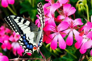 Papilllon Machaon sur des fleurs de géranium. Butterfly swallowtail on geranium flowers.