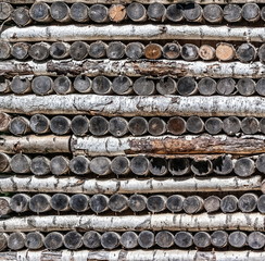 Logs from birch tree trunks laid 