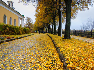 Leaf fall in the city square