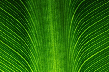 Obraz premium texture of green leaves in nature for background