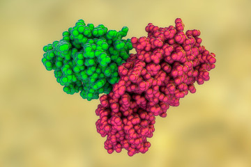 The main protease of coronavirus