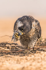 Peregine Falcon- The Fastest Raptor!