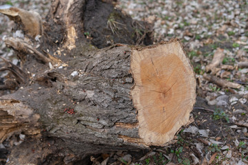 Stump of a cut tree on the ground