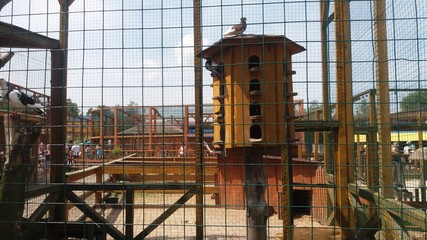 house for pigeons