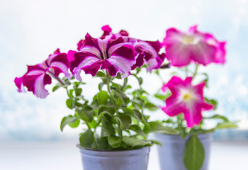 Colorful blooming petunia flowers, close-up on colored petunias.