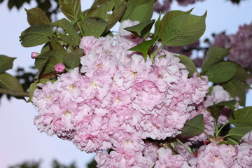 
Rain droplets remained on the tender sakura petals at sunset