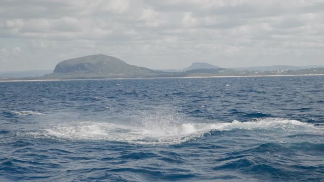 Slow motion of humpback whale flapping in sea against sky, mammal in ocean - Brisbane, Australia