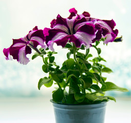Colorful blooming petunia flowers, close-up on colored petunias.
