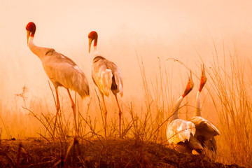 Fototapety  Calling in the Wild!!! This pairs of Sarus Crane image is taken at Bharatpur in Rajasthan, India.