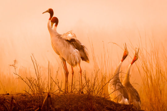 Calling in the Wild!!! This pairs of Sarus Crane image is taken at Bharatpur in Rajasthan, India.