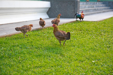 Thai hen colorful fur and shiny with green field background