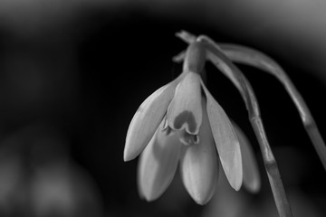 Black and white image of a snowdrop