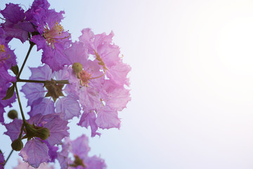 Purple wild flower On a clear sky day