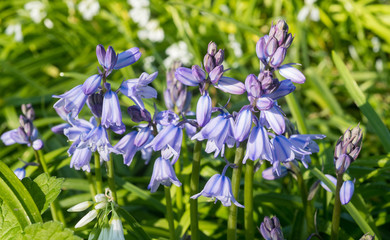 Wild bluebells blooming during spring season