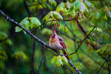 Female Cardinal on a branch