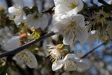 
flowering trees in spring