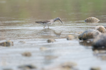 Lesser Yellow Legs