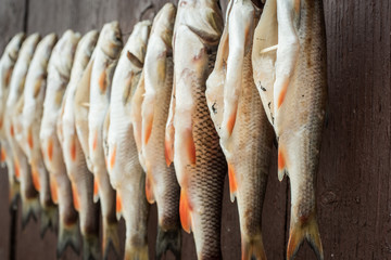 salted dry fish on background