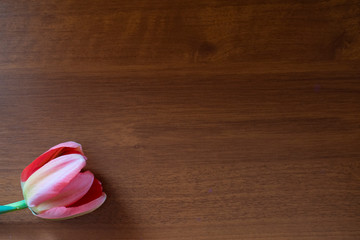 Pink tulip on wooden background. Copy space. Backgrounds