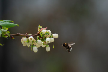 Bumblebee on a branch