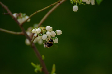 Bumblebee on a branch