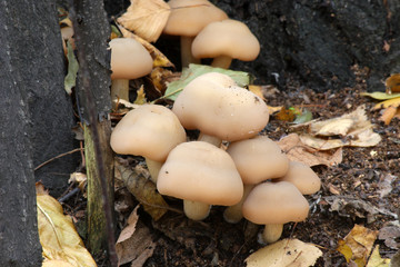  Mushrooms in the autumn forest © moniadk