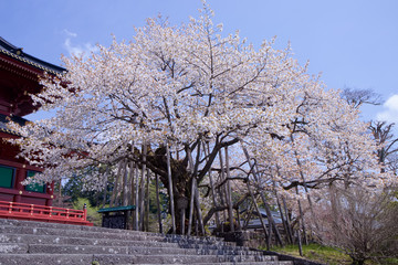 日光山輪王寺　三仏堂の金剛桜（国天然記念物）