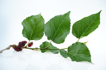 branch with berries