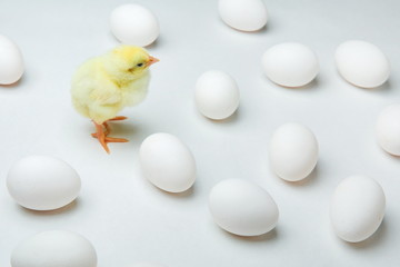 yellow chick and chicken eggs on a white background © Petr Smagin