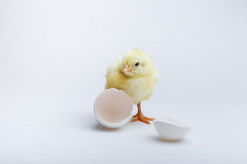yellow chick and egg shell on a white background © Petr Smagin