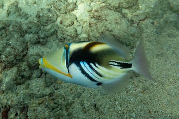 Fototapeta na wymiar humuhumu triggerfish