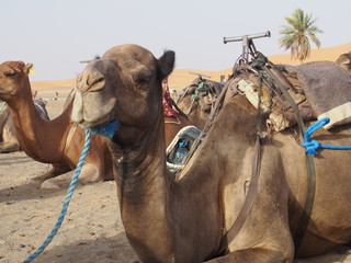 Beautiful camel resting in the Sahara Desert, Merzouga, Morocco