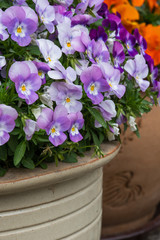 Pansy in flower pot close-up