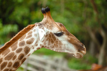Naklejka na ściany i meble Giraffe's head close-up in the woods