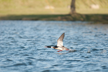 Red-breasted Merganser