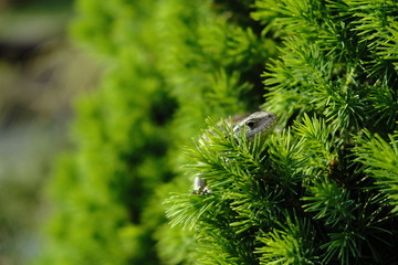 close up of lizard and pine needles