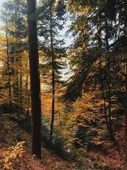 Fototapeta premium Golden autumn in mountain forest.