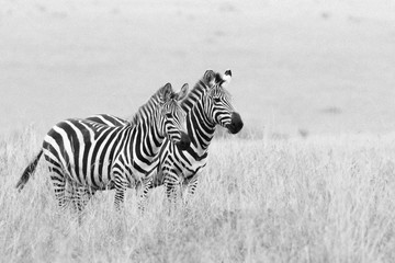Fototapeta na wymiar The Zebra Land .. This image of Zebra is taken at Kenya in Africa.