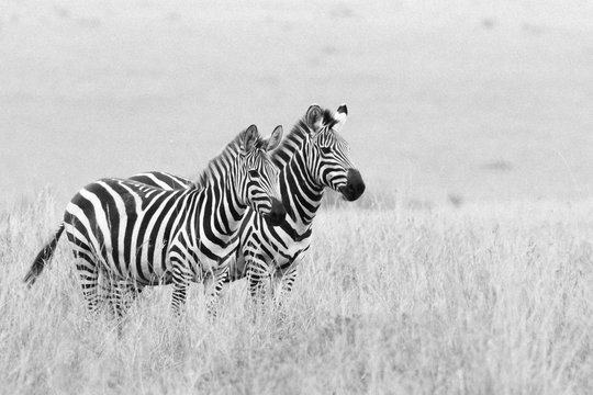 The Zebra Land .. This image of Zebra is taken at Kenya in Africa.