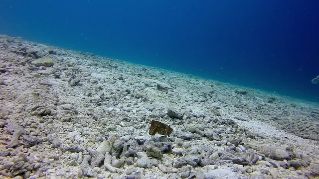 Slow motion shot of cuttlefish swimming over rocks in ocean, marine life under deep sea - Nusa Penida, Bali
