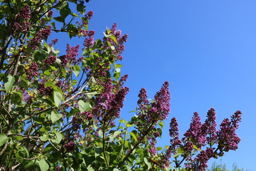 Fliederblüten unter blauem Himmel blühen auf an einem Fliederbaum