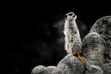 Erdmännchen hält Wache