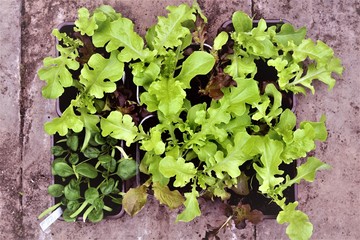 green lettuce on a stone paving background