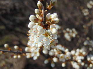 Fototapeta premium blooming sloe brush