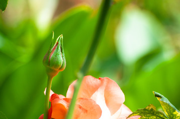 Capullo de rosa en el jardin