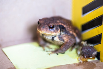 Crapaud en gros plan