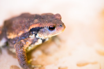 Crapaud en gros plan