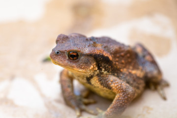 Crapaud en gros plan