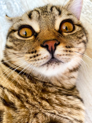 Close-up of a muzzle of a tabby cat.